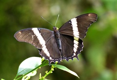 Siproeta epaphus trayja
