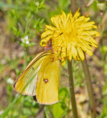 Colias occidentalis