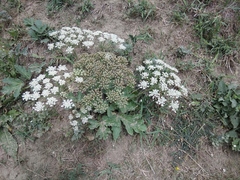 Heracleum grandiflorum