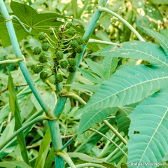 Ricinus communis