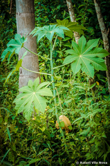 Ricinus communis