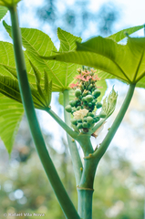 Ricinus communis