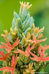 Ricinus communis