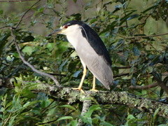 Nycticorax nycticorax