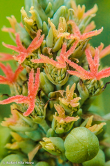 Ricinus communis