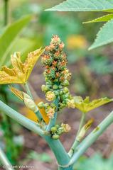 Ricinus communis