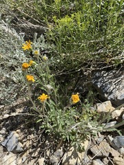 Eriophyllum lanatum integrifolium