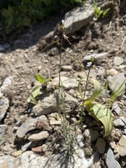 Boechera pendulocarpa