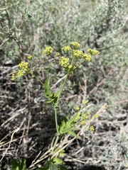 Osmorhiza occidentalis