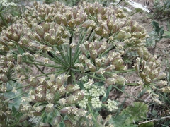 Heracleum grandiflorum