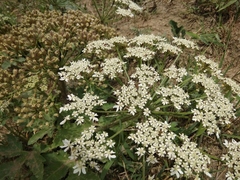 Heracleum grandiflorum