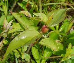 Conotrachelus albicinctus