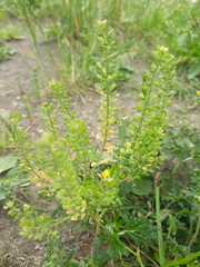 Lepidium densiflorum