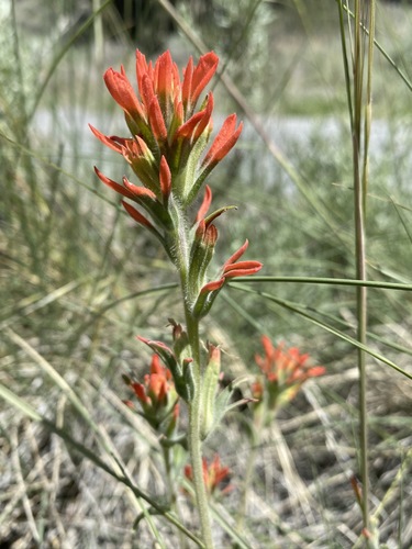 Image of Castilleja dissitiflora by (c) Matt Berger, some rights reserved (CC BY)