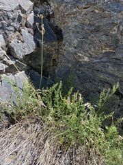 Cymopterus petraeus