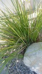 Poaceae