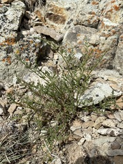 Cymopterus petraeus