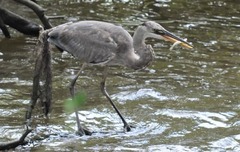 Ardea herodias