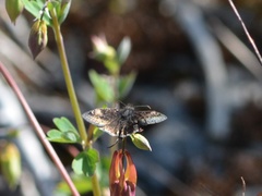 Erynnis lucilius