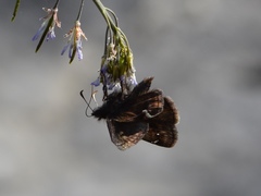 Erynnis lucilius