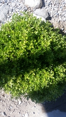 Buxus microphylla