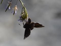 Erynnis lucilius