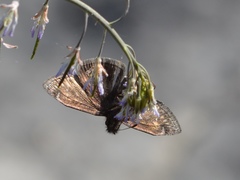 Erynnis lucilius