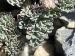 Cymopterus goodrichii