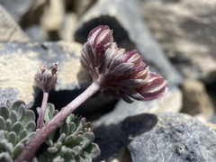 Cymopterus goodrichii
