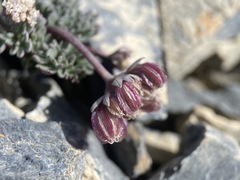 Cymopterus goodrichii
