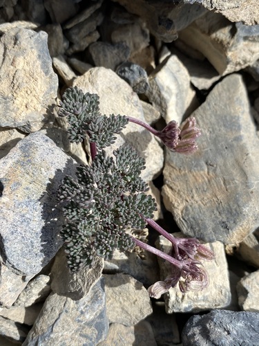 Toiyabe springparsley (Cymopterus goodrichii)