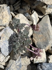 Cymopterus goodrichii