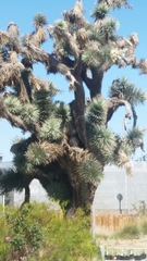 Yucca brevifolia