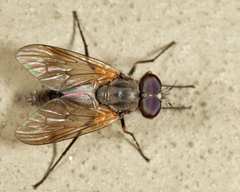Symphoromyia