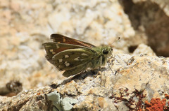 Hesperia viridis
