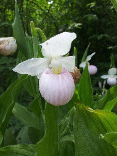 Showy lady slipper (Cypripedium reginae)