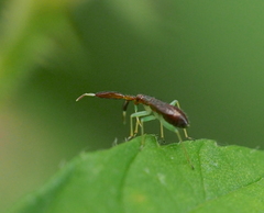 Heterotoma planicornis