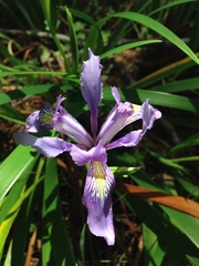 Iris douglasiana