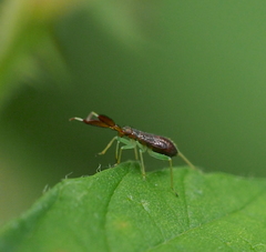 Heterotoma planicornis