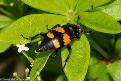 Nicrophorus hebes