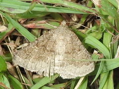 Matigramma pulverilinea