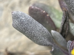 Packera werneriifolia