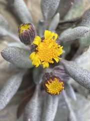 Packera werneriifolia