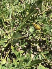 Agoseris apargioides