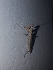 Mantidae
