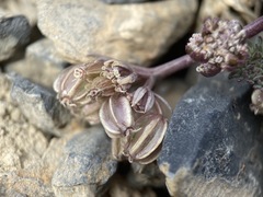 Cymopterus goodrichii