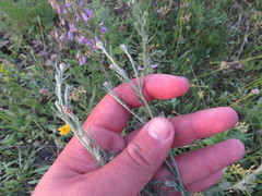 Centaurea pseudomaculosa
