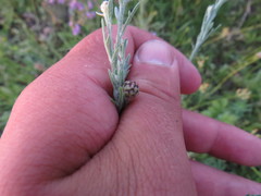 Centaurea pseudomaculosa