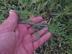 Centaurea pseudomaculosa