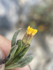 Packera werneriifolia